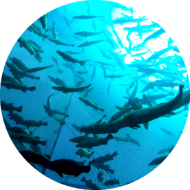Ocean Aquaculture